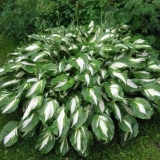 Zašto listovi hoste požute i šta učiniti